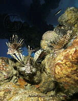 ALC01 Pterois volitans.jpg