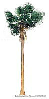 RAA0123 Washingtonia robusta.jpg