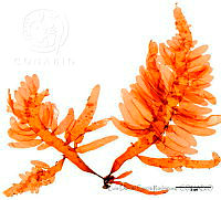 LDGR059 Botryocladia datilensis.jpg