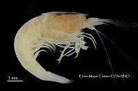 EMCHS 010 Typhlatya pearsei.jpg