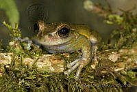 MASM04922 Plectrohyla sp..jpg