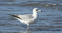 AAKVDH 0280 Larus delawarensis.JPG