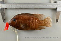 RQTG1279 Herichthys cyanoguttatus.jpg