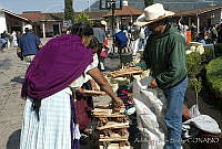 ARS00337 Pinus montezumae.jpg