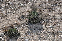 MSGE0129 Ramos Arizpe, Coahuila.jpg