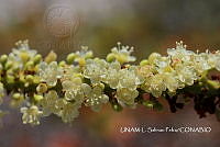 JF078 0155 Coccoloba uvifera.jpg