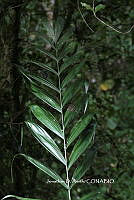 ME010 JA 00154 Chamaedorea schiedeana Mart., 1830.JPG