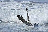PC0035 Pelecanus occidentalis.jpg