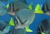 CCK0298 Prionurus punctatus.jpg