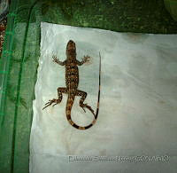 ESN008 Ctenosaura similis.jpg