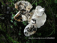 ZG007 0469  Auricularia auricula-judae.jpg