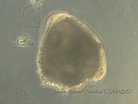 JSP083 Ceratocorys armata.JPG