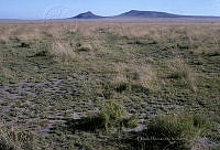 EHX0392 Muhlenbergia rigida.JPG