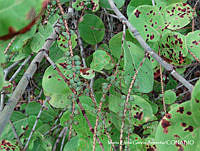 MEGA 0632 Coccoloba goldmanii.JPG