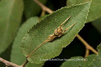 ERCV048 Gryllidae.JPG