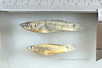 NE002 0258 Pseudoxiphophorus bimaculatus.jpg