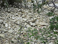 CAR 0025 Aspidoscelis tigris.jpg