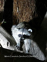 MCS IM0068 Procyon lotor insularis.jpg