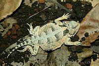 JCHM0075 Phrynosoma orbiculare.jpg