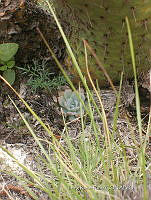 IRR 0379 Echeveria.jpg