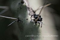 ZAPF0500 Paraphidippus aurantius.jpg