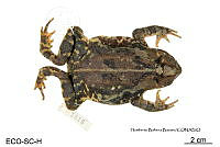 ME006 herp SCLC 0013 Incilius valliceps - (Wiegmann, 1833).jpg