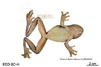 ME006 herp SCLC 0018 Smilisca cyanosticta - (H.M. Smith, 1953).jpg