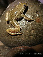 RCF0028 Lithobates zweifeli.jpg