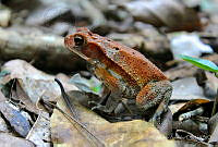 AA01 Incilius valliceps.jpg