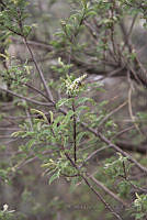 CGL4519 Apis mellifera.jpg