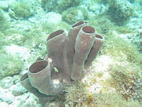 Callyspongia (Cladochalina) aculeata_2.jpg