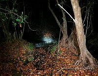 TE001 0111 Crocodylus acutus.jpg
