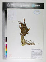 JAdNV0310 Hylocereus undatus.JPG