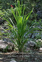 IMDOC3903 Eryngium pandanifolium.jpg