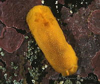 DP014-101 Baptodoris mimetica.jpg