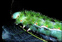 HBB0027 Saturniidae.jpg