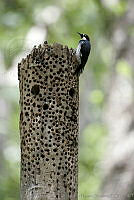 CNS0591 Melanerpes formicivorus.jpg