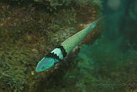 IDG1525 Thalassoma bifasciatum.jpg