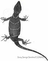 SSS0036 Xenosaurus newmanorum.JPG