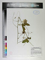 JAdNV0341 Passiflora foetida.JPG