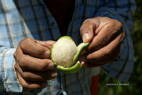 3R 00744 Acanthocereus tetragonus.jpg