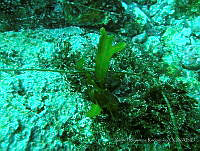 RRR0096 Dictyopteris undulata.JPG