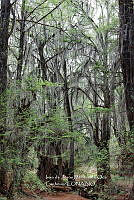 IMDOC 4708 Taxodium distichum.jpg