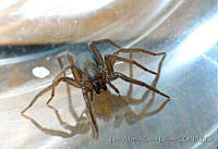 LASL0067 Zoropsidae.jpg