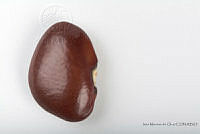 IMDOC2546 Phaseolus lunatus.jpg