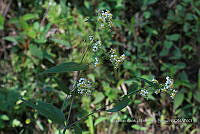 Huitz 1356 Alloispermum integrifolium.jpg