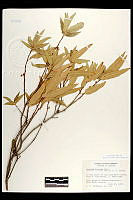 102090 Quercus viminea.jpg