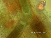 KT016 0048 Scytonematopsis sp..jpg