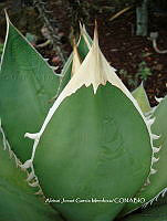 AJGM0346 Agave titanota.JPG