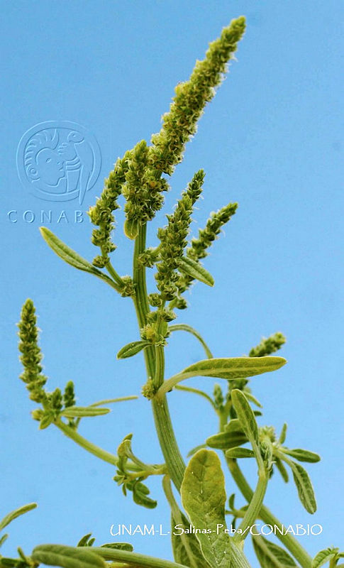 JF078%200022%20Amaranthus%20arenicola.jpg.nyehjv7zMe3VWd9hQA3g0JtbmFja29CbnFuZ3NAbXJ6LGtwZwA.ODEJjS2hFk